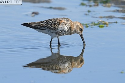Bécasseau variable