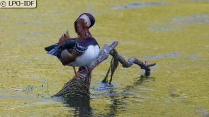 Canard mandarin