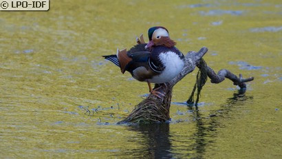 Canard mandarin