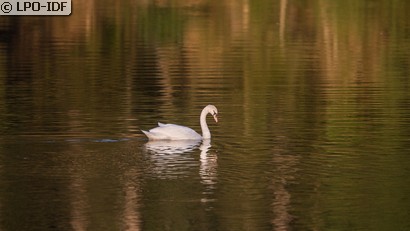 Cygne tuberculé