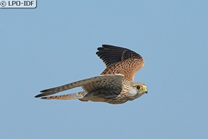 Faucon crécerelle
