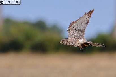Faucon crécerelle