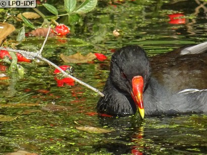 Gallinule poule-d'eau
