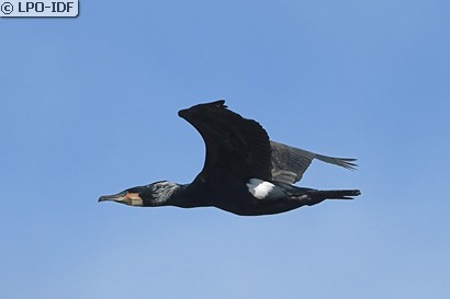 Grand Cormoran