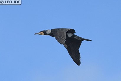 Grand Cormoran
