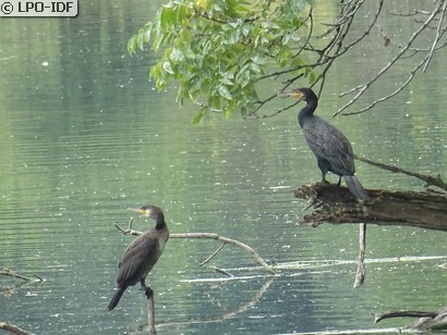 Grand Cormoran