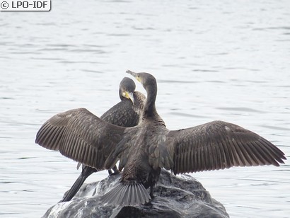 Grand Cormoran
