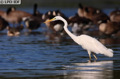 Grande Aigrette