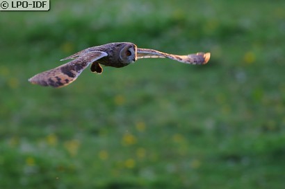 Hibou moyen-duc