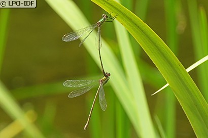 Leste vert