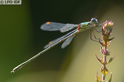 Leste vert