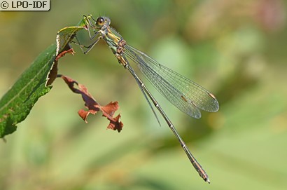 Leste vert