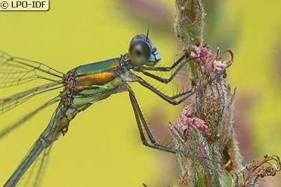 Leste vert
