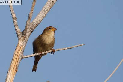 Moineau espagnol