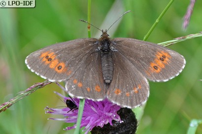 Moiré sylvicole