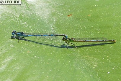 Naïade aux yeux bleus