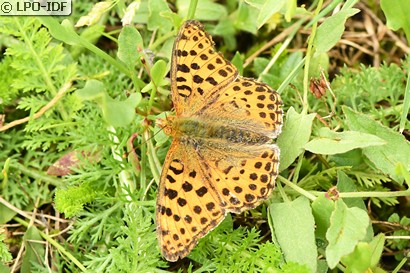 Petit nacré