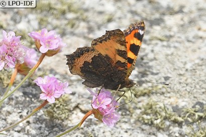 Petite tortue
