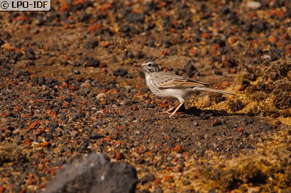 Pipit de Berthelot