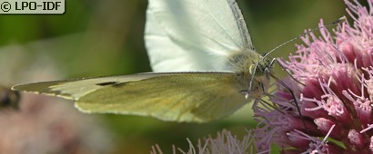 Piéride du chou