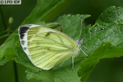 Piéride du navet