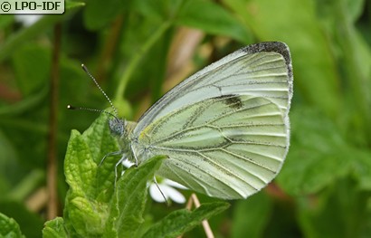 Piéride du navet