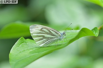 Piéride du navet