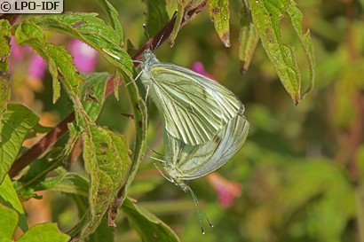 Piéride du navet