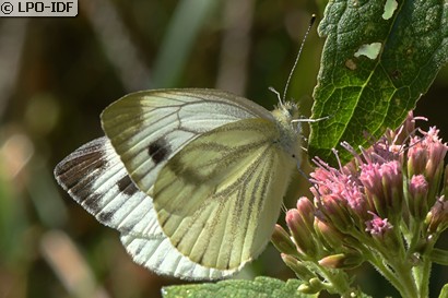 Piéride du navet
