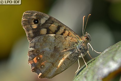 Tircis