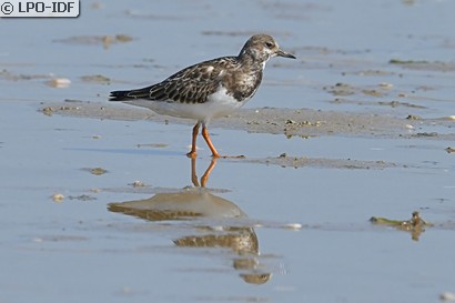 Tournepierre à collier