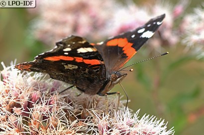 Vulcain