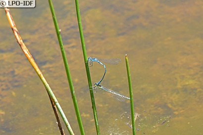 Agrion mignon