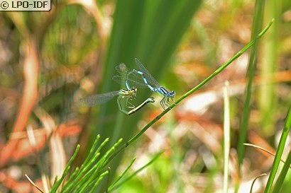 Agrion mignon