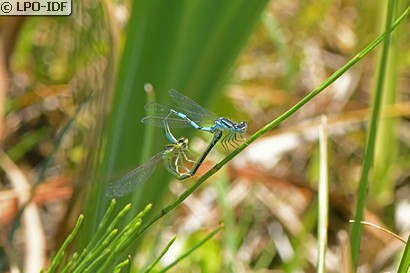 Agrion mignon