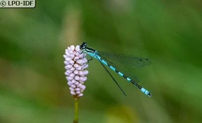Agrion à fer de lance