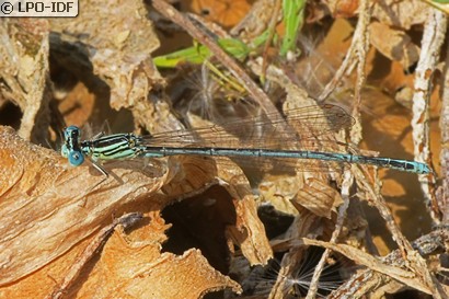 Agrion à larges pattes