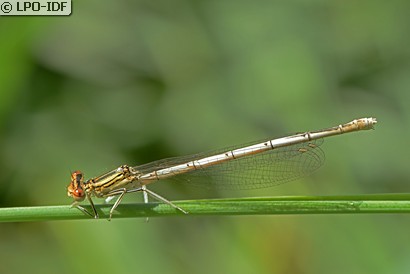 Agrion à larges pattes