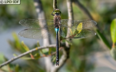 Anax napolitain