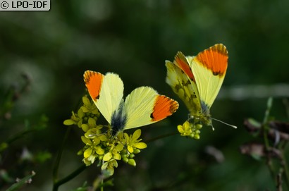 Aurore de Provence
