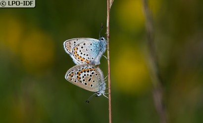 Azuré de l'ajonc