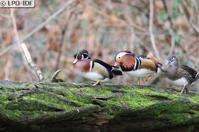 Canard carolin