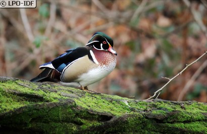 Canard carolin