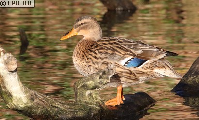 Canard colvert