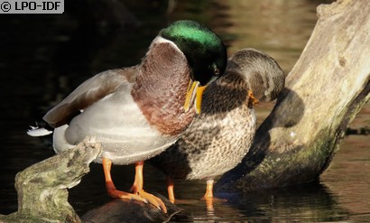 Canard colvert