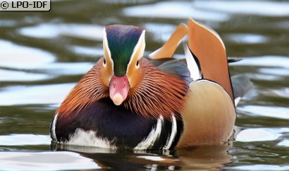 Canard mandarin