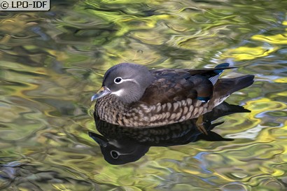 Canard mandarin