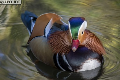Canard mandarin