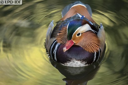 Canard mandarin