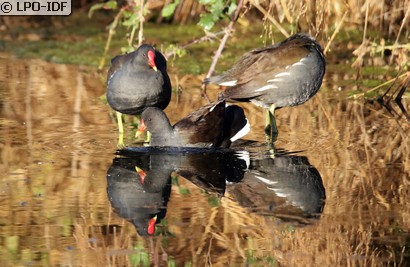Gallinule poule-d'eau